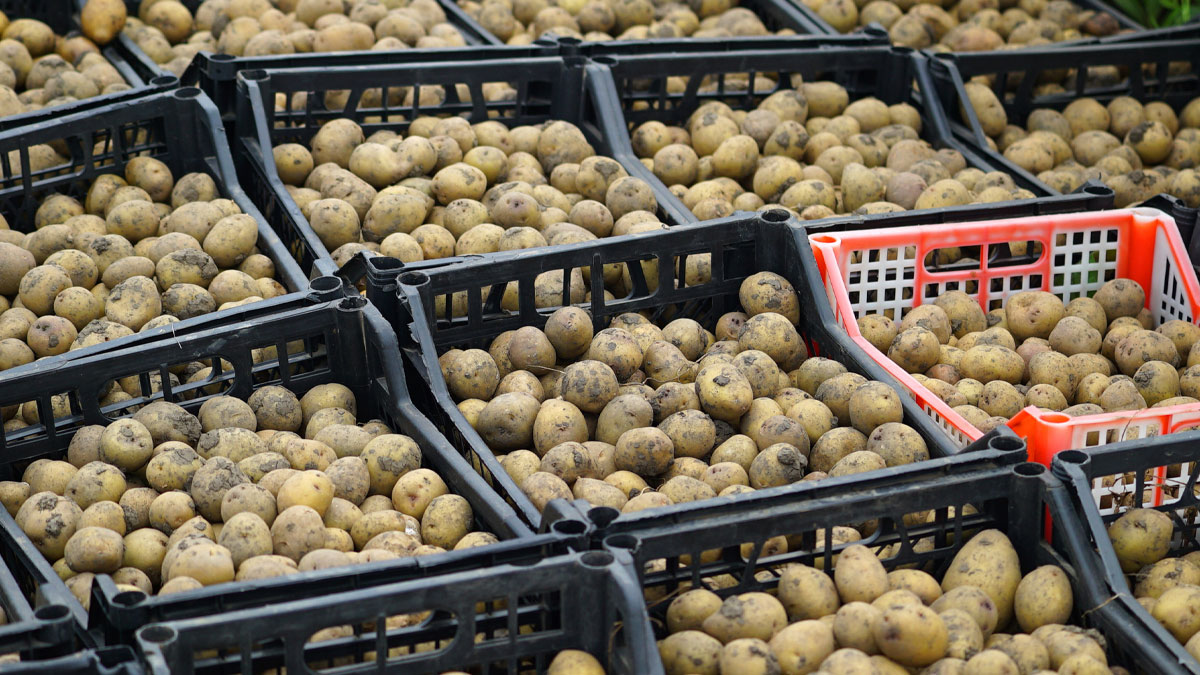 Shelf of potatoes at a supermarket