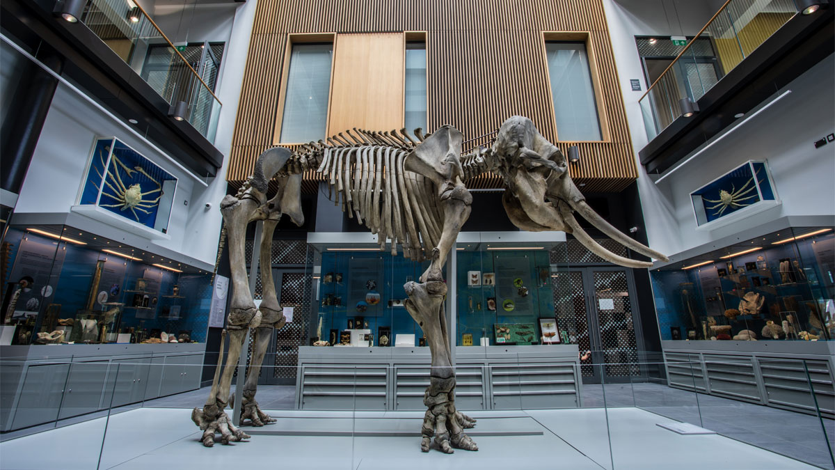 Elephant skeleton in the Cole Museum of Zoology
