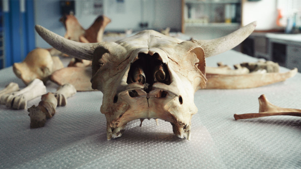 Skull of a cow