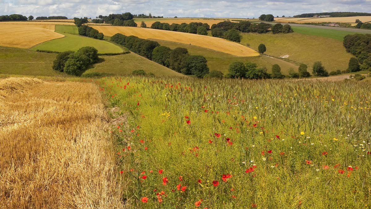 Long shot of a field