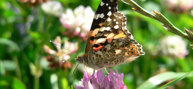 The butterfly effect: studies in butterflies done at Reading have brought about a paradigm shift in conservation work.