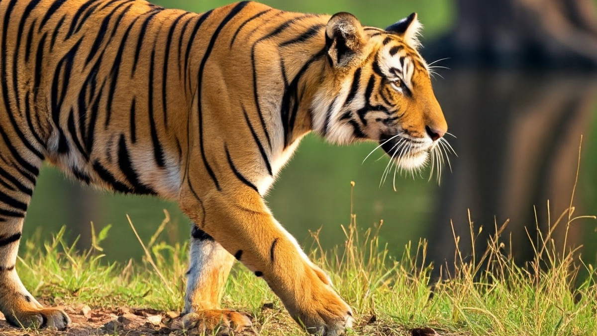 Tiger walking across grass