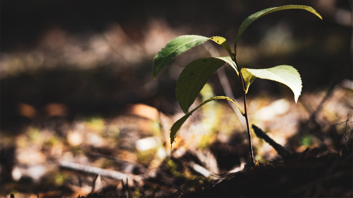 Sapling emerging through leafy woodland floor