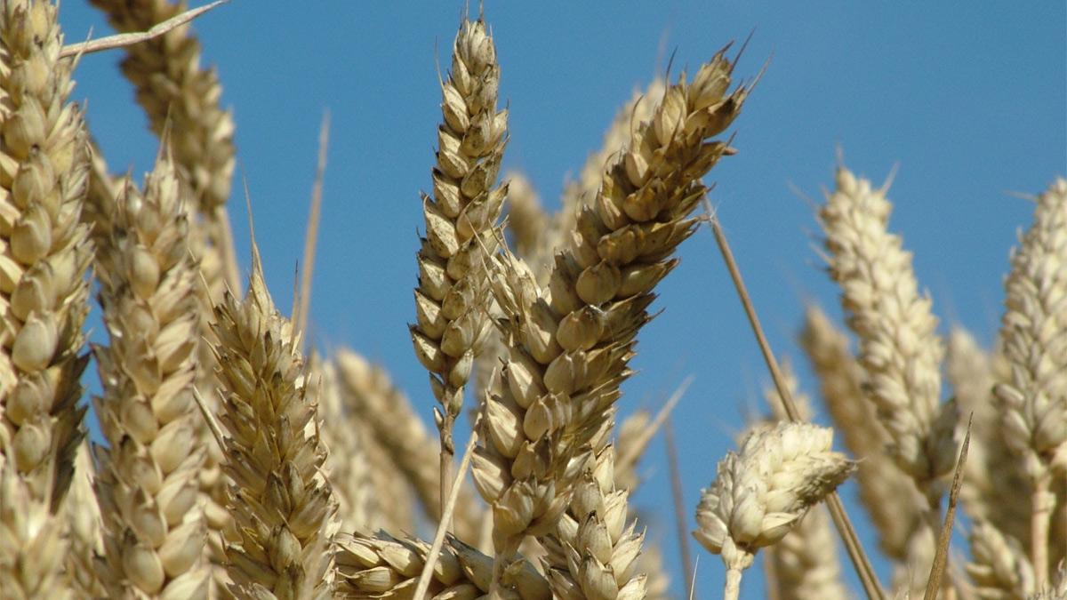 Close up of wheat plant