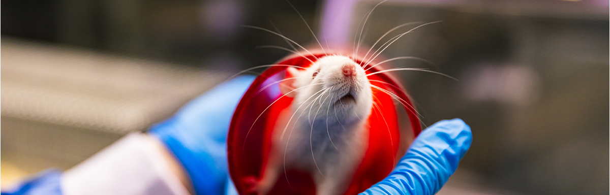 An animal care worker transfers a white rat using a transparent plastic tube, to minimise stress on the animal, from handling